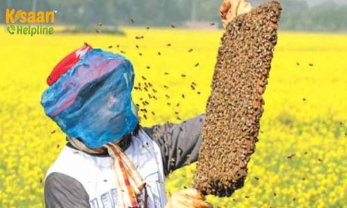 मधुमक्खी विश्व दिवस पर जानिए मधुमक्खियों का मानव जीवन पर महत्त्व और मधुमक्खी पालन व्यवसाय के प्रशिक्षण के बारे में